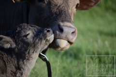 baby cow